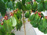 Кофейное дерево – уход в домашних условиях